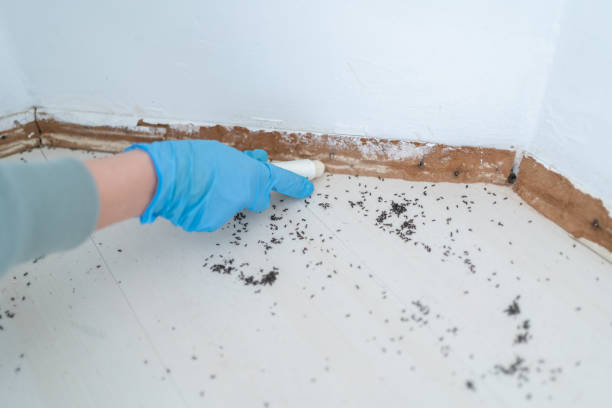 Pest Prevention Services in Norris, TN